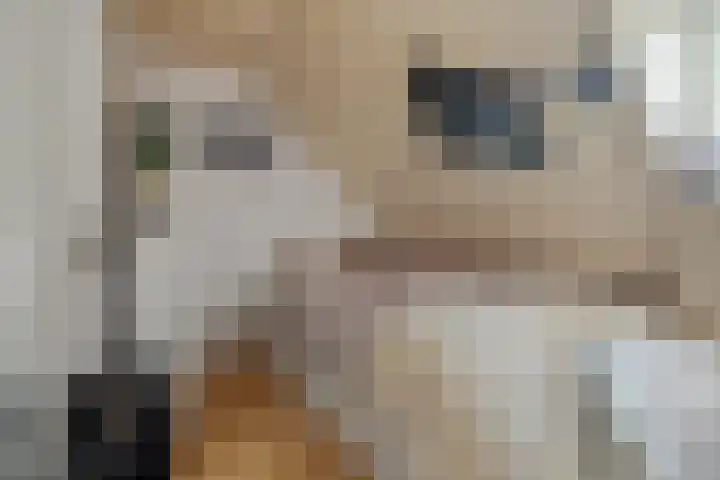 Smalvelderstraat 4 Liempde thumbnail 25