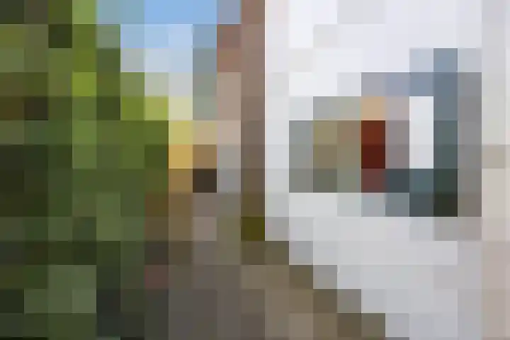 Smedenweg 1 Blaricum thumbnail 6