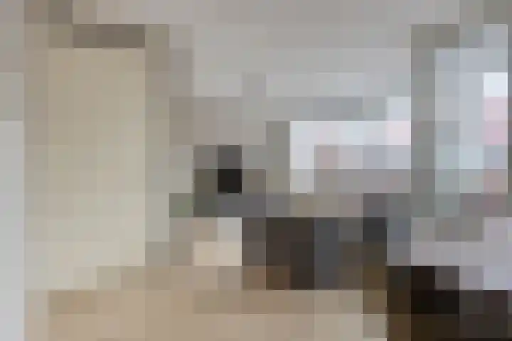 Smeeke Ven 173 A Assendelft thumbnail 5