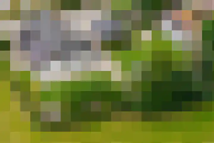 Smeestraat 1 Veessen thumbnail 37