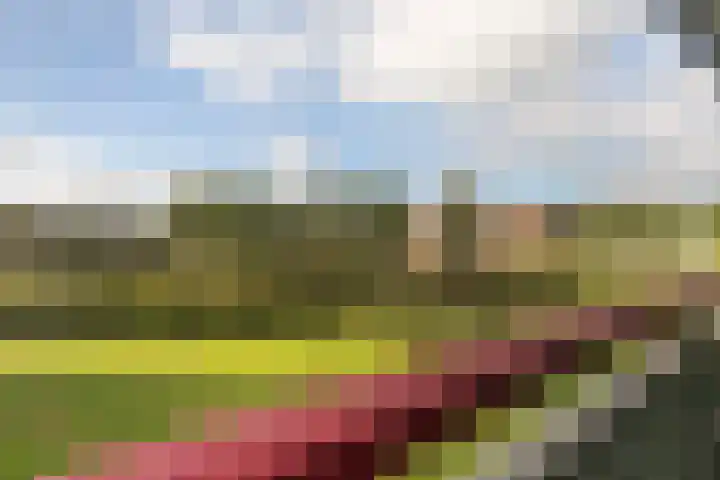 Smeetsmastins 12 Leeuwarden thumbnail 23