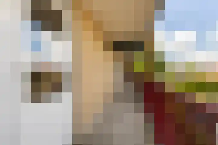 Smeetsmastins 18 Leeuwarden thumbnail 17