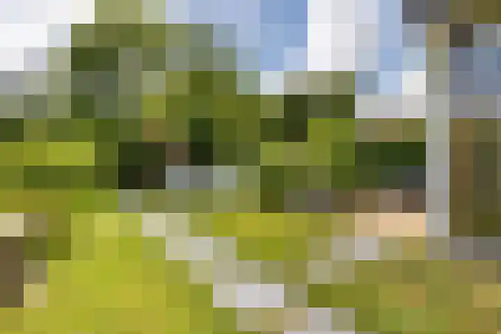 Smelbrêge 5 Stiens thumbnail 21