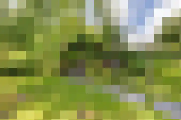 Smelbrêge 5 Stiens thumbnail 40