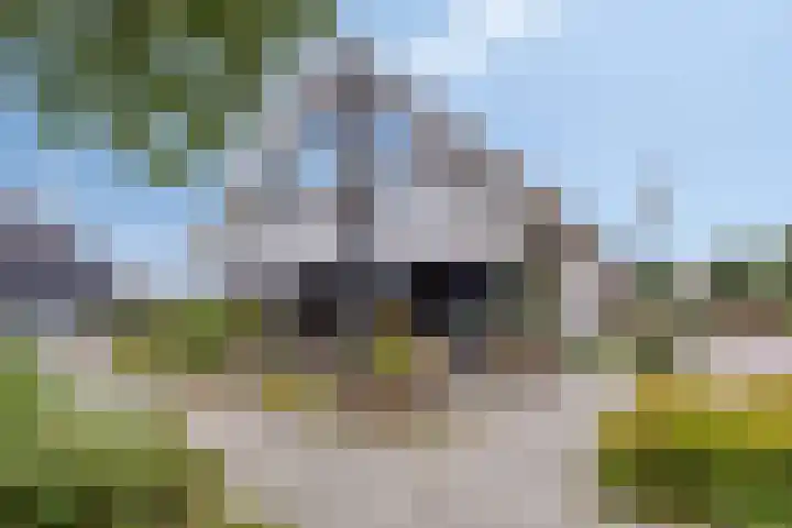 Smelen 102 Veldhoven thumbnail 40