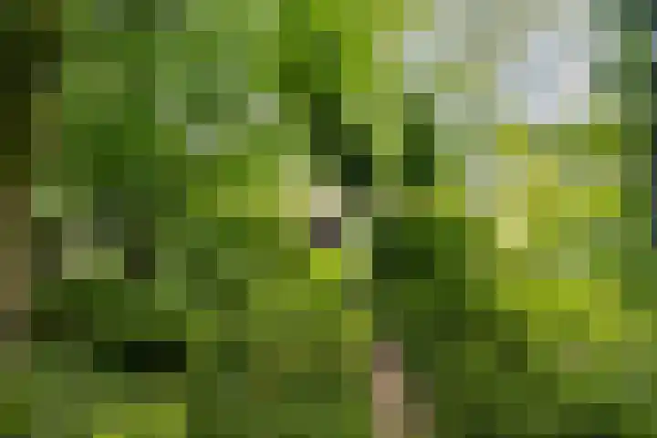 Smeleweg 37 Waalre thumbnail 33