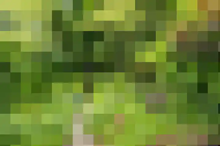 Smeleweg 37 Waalre thumbnail 35