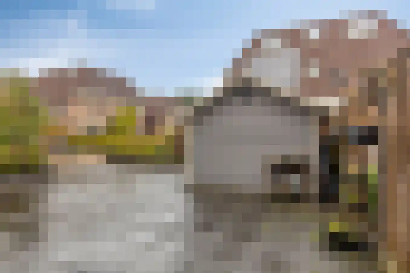 Smeltersdonk 117 Apeldoorn thumbnail 37