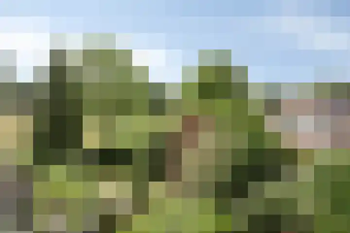Smetanadreef 35 Veenendaal thumbnail 42