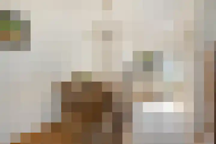 Smidsakker 22 Nispen thumbnail 10
