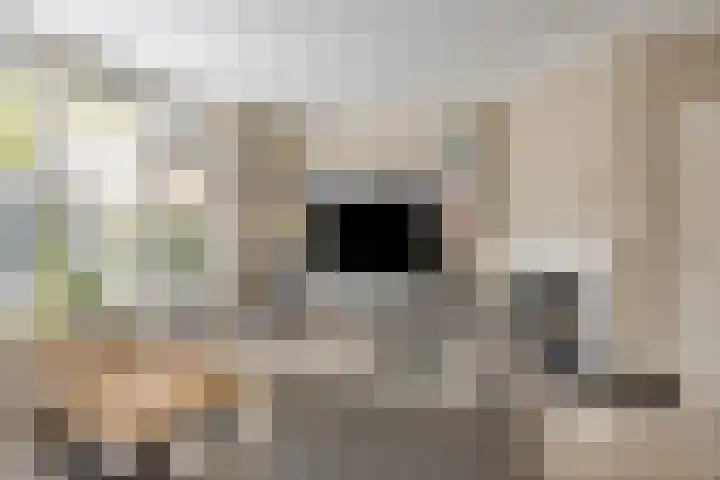 Smidshoef 15 Hendrik-Ido-Ambacht thumbnail 15