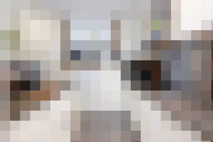 Smidshorn 8 Bedum thumbnail 30