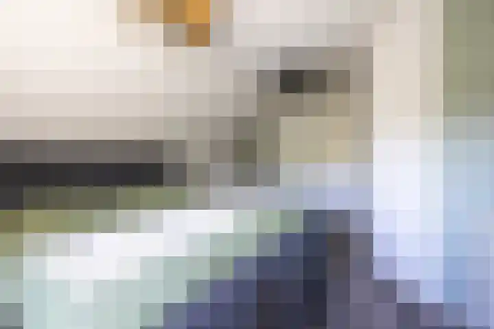 Smidskaamp 16 de Lutte thumbnail 19