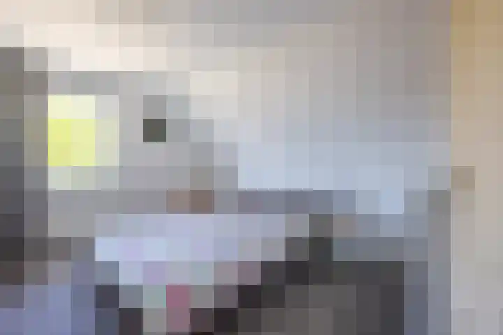 Smidskaamp 16 de Lutte thumbnail 21