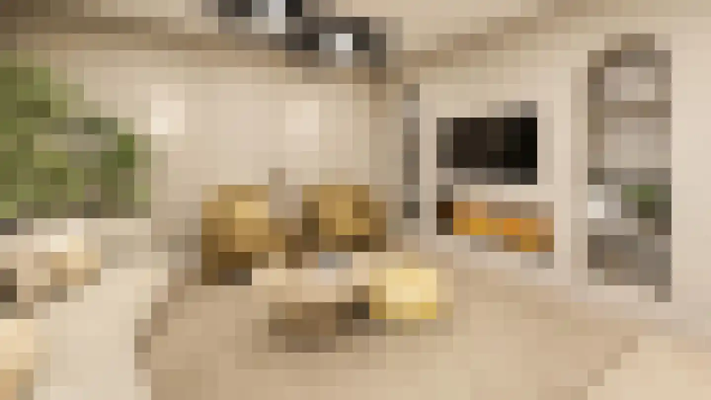 Smidswal 9 Terneuzen thumbnail 4