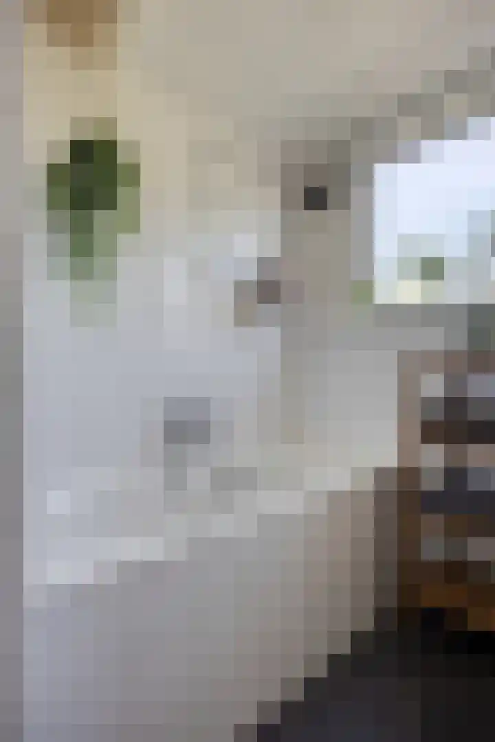 Smidsweg 19 Schalkhaar thumbnail 22