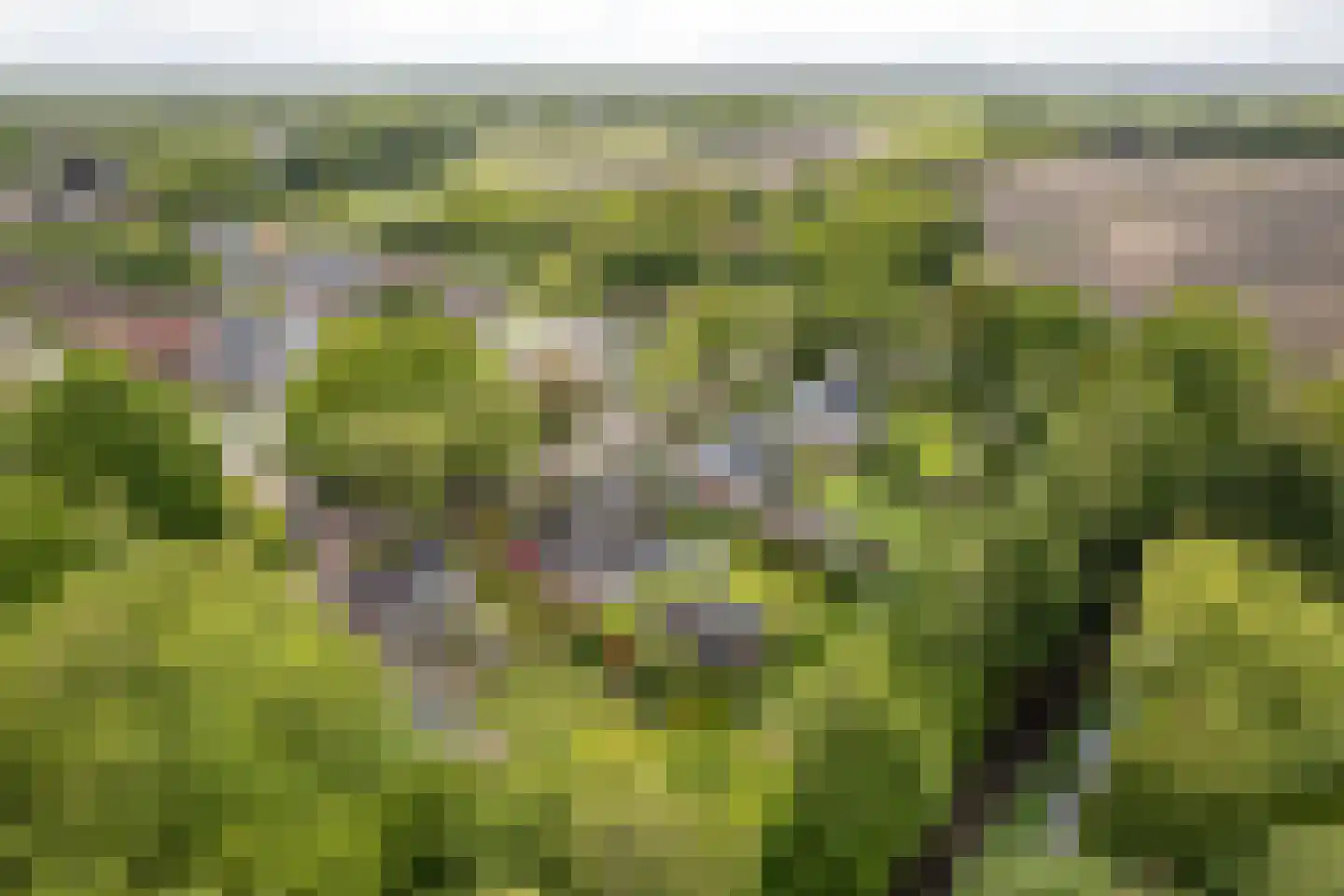 Smidte 62 Terwispel thumbnail 50