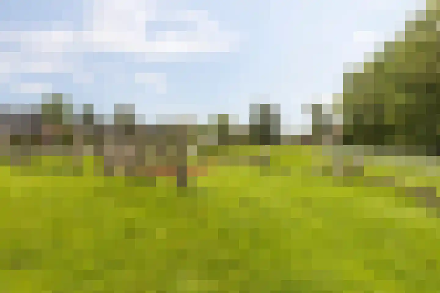 Smient 45 Bedum thumbnail 47