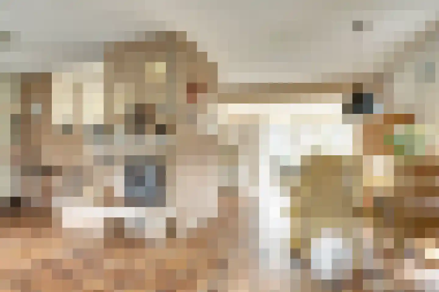 Smient 9 Broek op Langedijk thumbnail 8