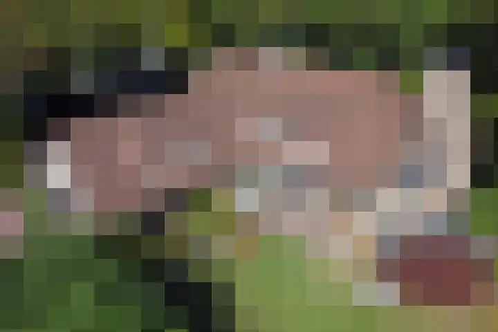 Smientdonk 3 Veghel thumbnail 4