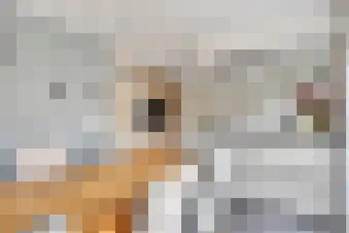 Smientstraat 6 Goor thumbnail 12