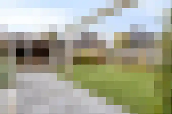 Smientstraat 6 Goor thumbnail 39
