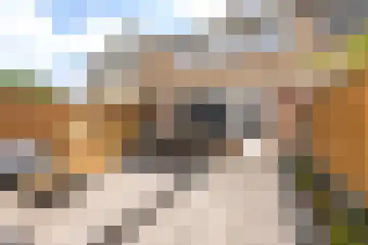 Smirnoffstraat 3 's-Hertogenbosch thumbnail 32