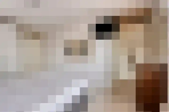 Smits van Oyenlaan 4 b Maarheeze thumbnail 14