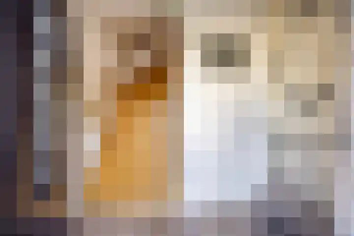 Smitseind 5 Duizel thumbnail 7