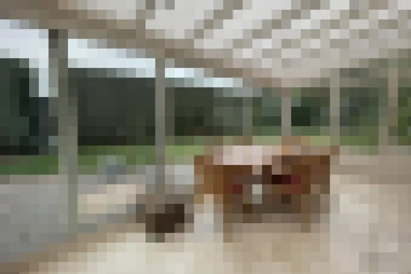 Smokkelweg 1 IJzendijke thumbnail 4
