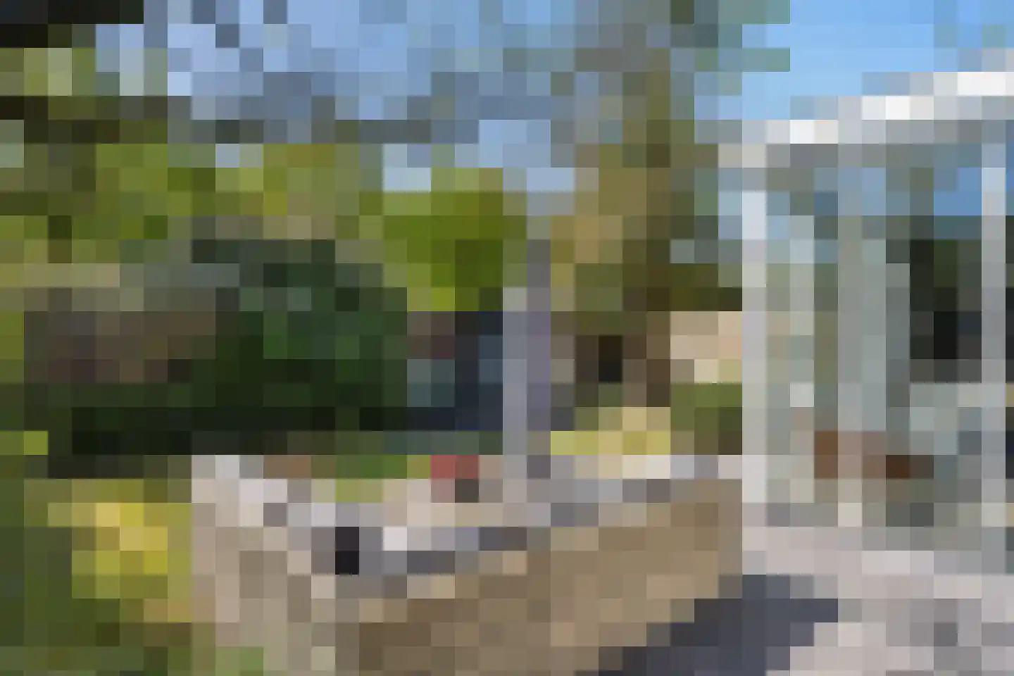 Snavel van Emekamp 34 Zwolle thumbnail 16