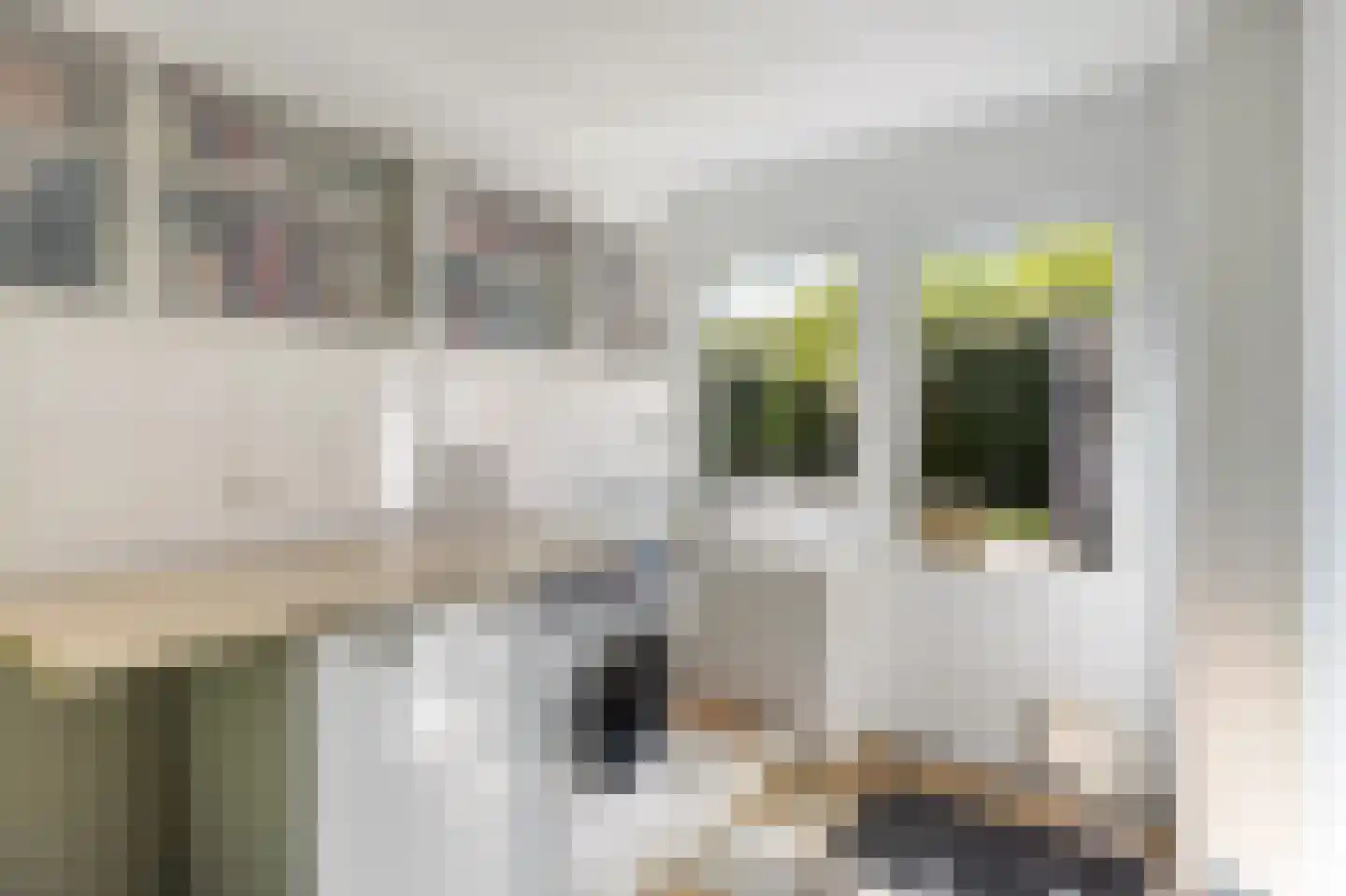 Snavel van Emekamp 34 Zwolle thumbnail 18