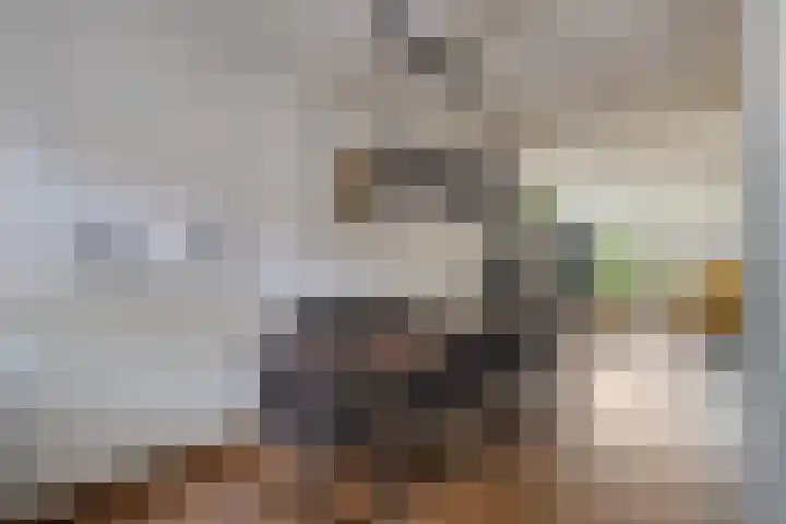 Snavel van Emekamp 39 Zwolle thumbnail 18