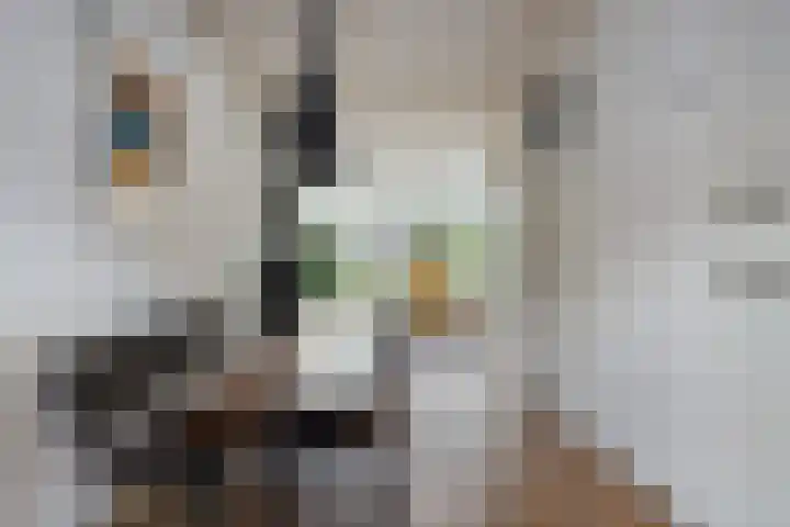 Snavel van Emekamp 39 Zwolle thumbnail 19