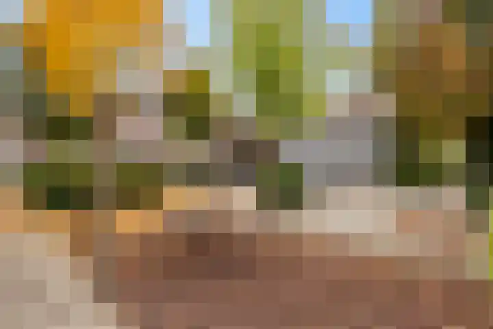 Snavel van Emekamp 39 Zwolle thumbnail 45