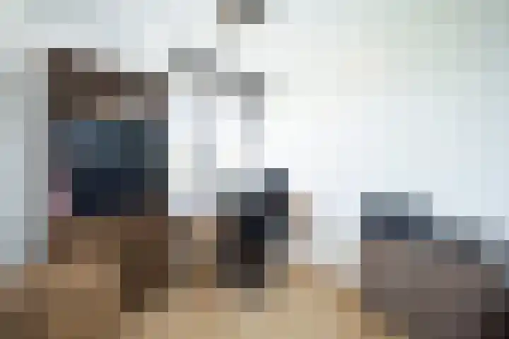 Snavel van Emekamp 41 Zwolle thumbnail 20