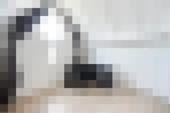 Snavel van Emekamp 41 Zwolle thumbnail 30