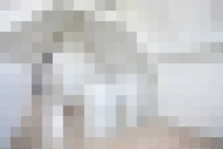Snavel van Emekamp 41 Zwolle thumbnail 32