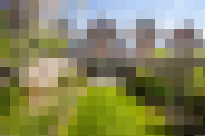 Snavel van Emekamp 41 Zwolle thumbnail 33