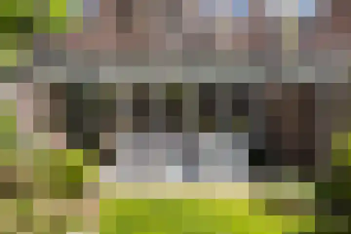 Snavel van Emekamp 41 Zwolle thumbnail 35