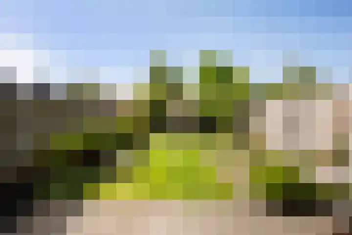 Snavel van Emekamp 41 Zwolle thumbnail 36