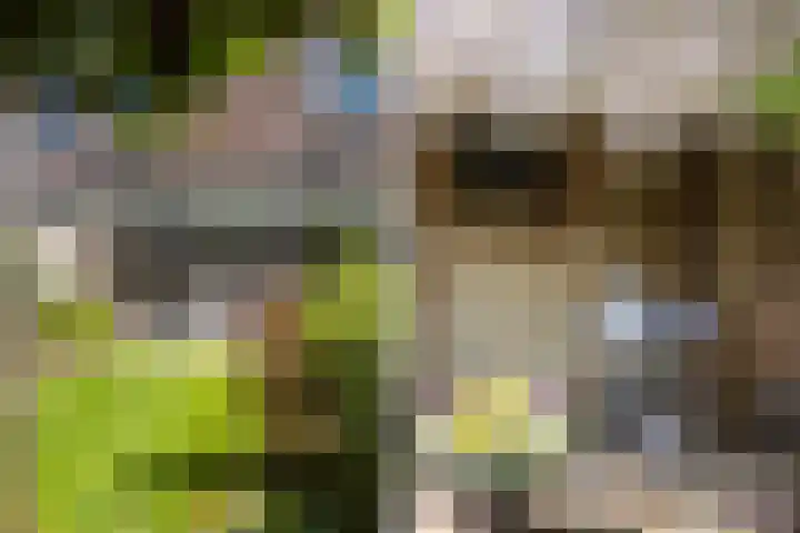 Snavel van Emekamp 41 Zwolle thumbnail 37