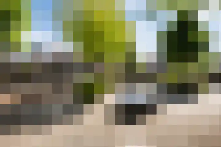 Snavel van Emekamp 41 Zwolle thumbnail 38