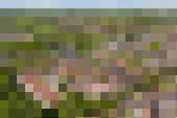 Snavel van Emekamp 41 Zwolle thumbnail 39
