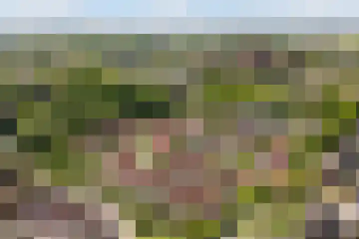 Snavel van Emekamp 41 Zwolle thumbnail 40
