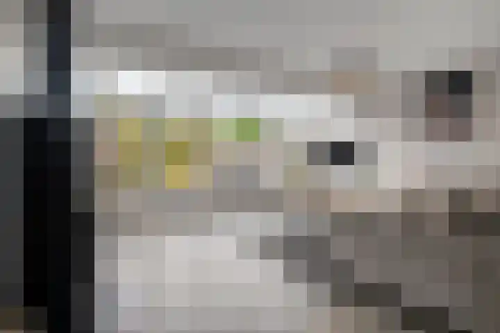Snavel van Emekamp 42 Zwolle thumbnail 10