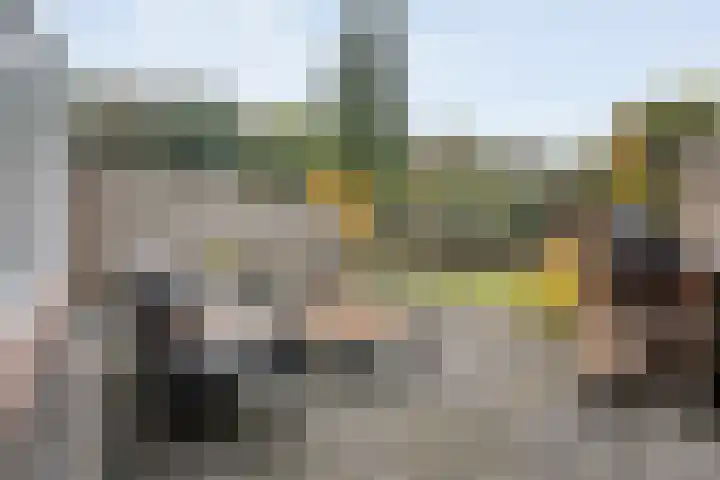 Snavel van Emekamp 42 Zwolle thumbnail 36