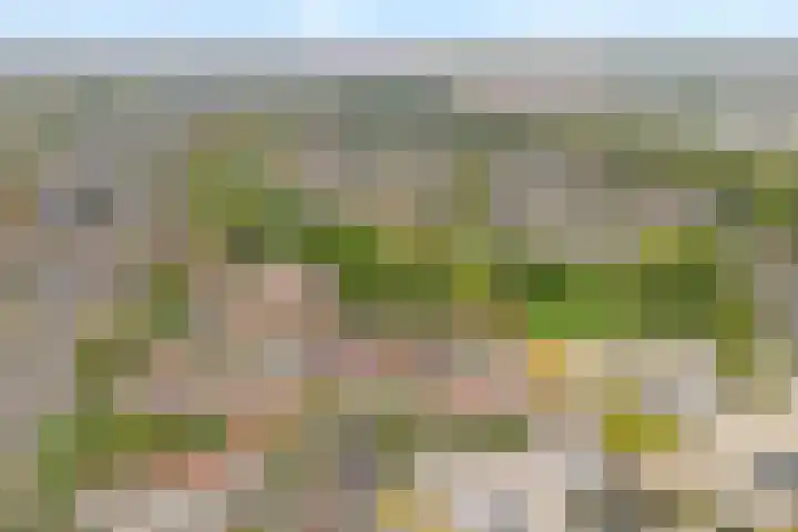 Snavel van Emekamp 42 Zwolle thumbnail 4
