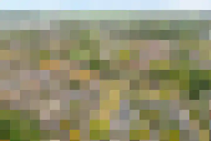 Snavel van Emekamp 42 Zwolle thumbnail 5