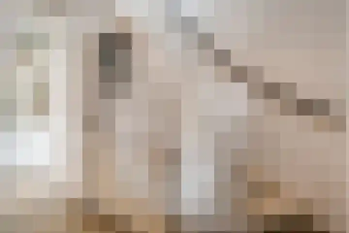 Snavel van Emekamp 42 Zwolle thumbnail 9